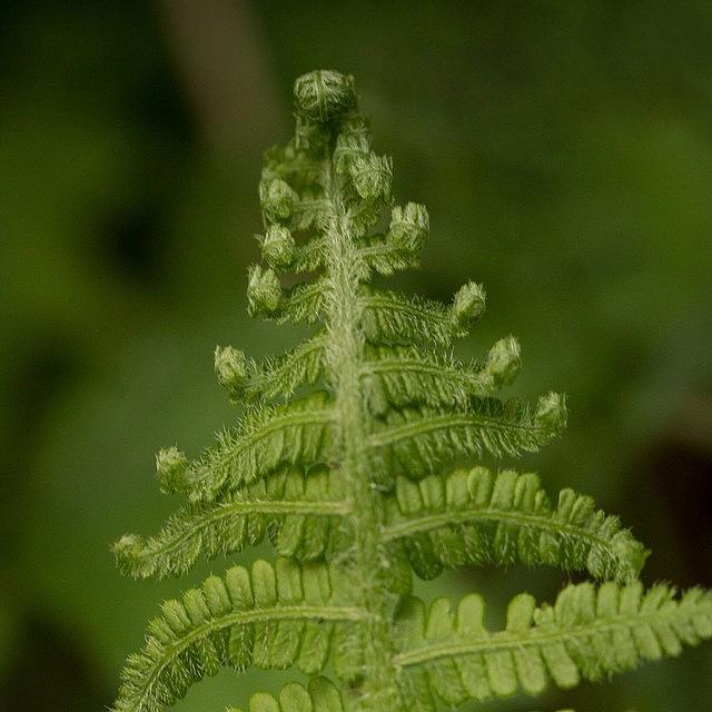 Fern Photograph - Frond by Dave Edens