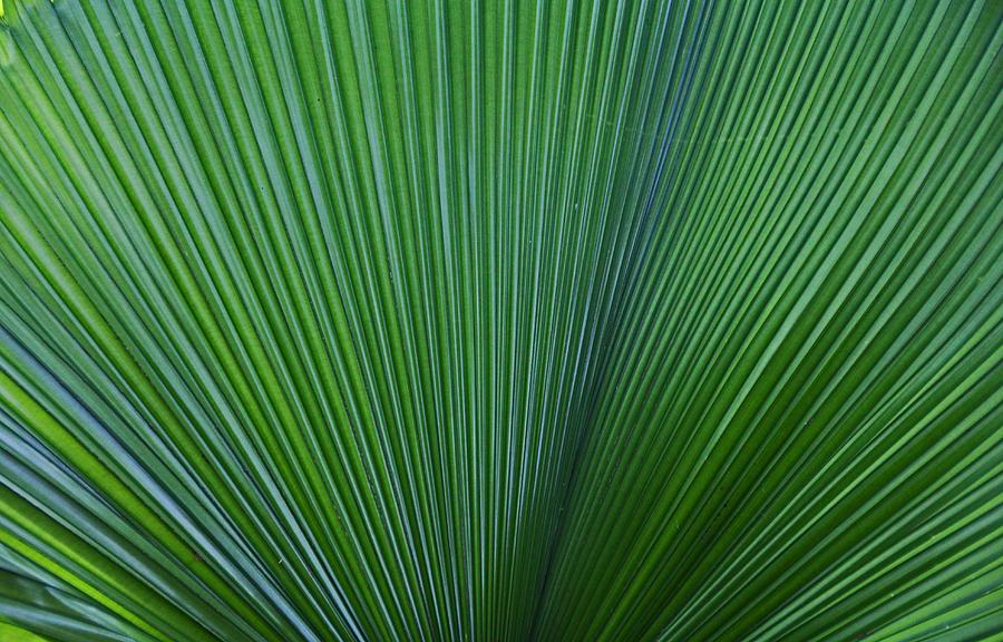 Frond Folds Photograph by Michiale Schneider