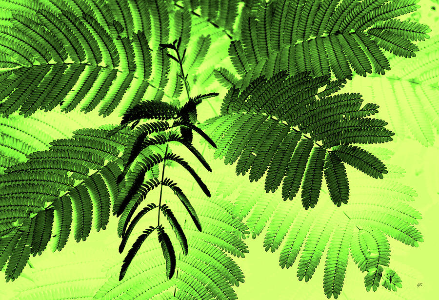 Fronds Photograph by Gerlinde Keating