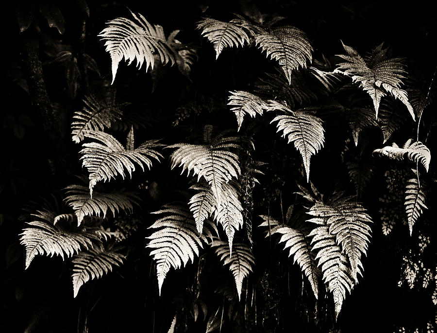 Fronds Photograph by Marilyn Hunt