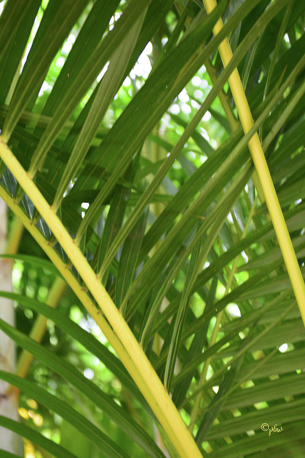 Fronds Photograph by Paulette B Wright