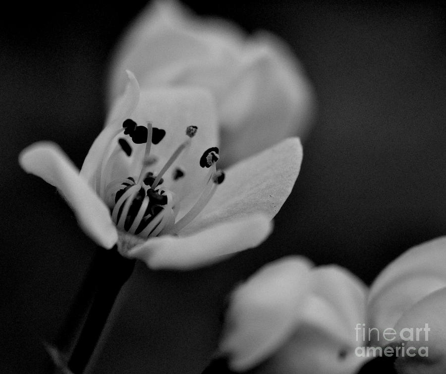 Black And White Photograph - Front and Center by Misty Achenbach