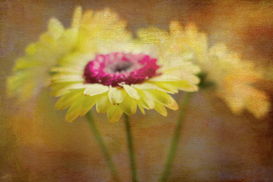 Daisy Photograph - Front and Center by Rebecca Cozart