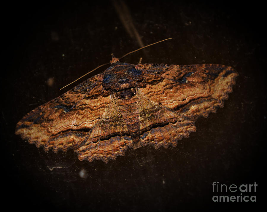 Front side of a Moth On A Window Photograph by Adrian De Leon Art and Photography