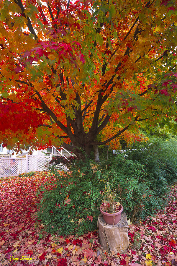 Fall Photograph - Front Yard by Bruce Thompson Fall Photograph - Front Yard by Bruce Thompson