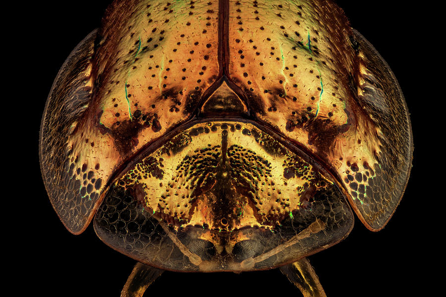 Nature Photograph - Frontal view of a golden tortoise beetle by Mihai Andritoiu