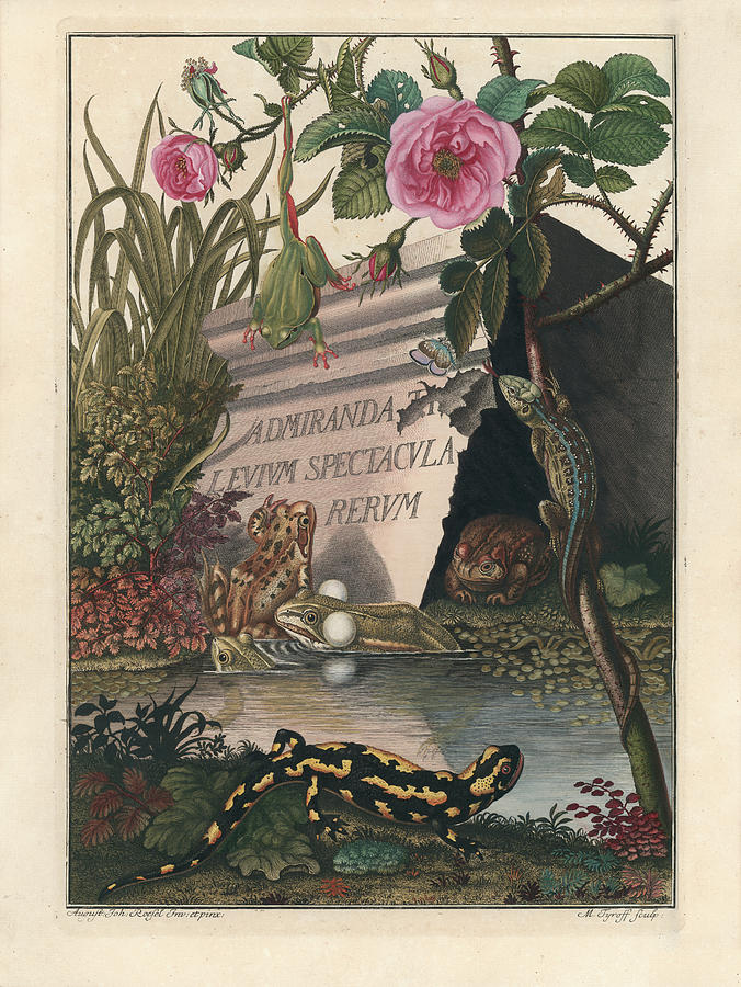 Frontis of Historia naturalis Ranarum nostratium Drawing by August Johann Roesel von Rosenhof