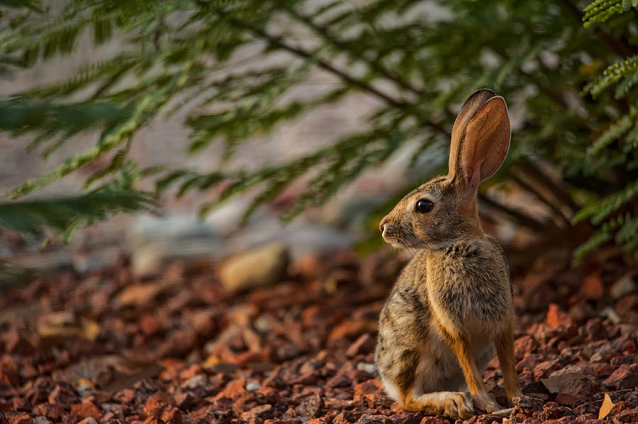 Frontyard Bunny Photograph by Dan McManus