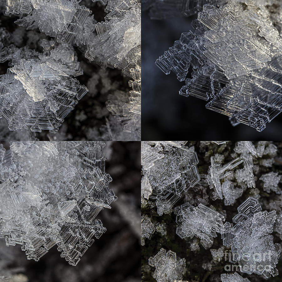 Nature Photograph - Frost 2 by Veikko Suikkanen