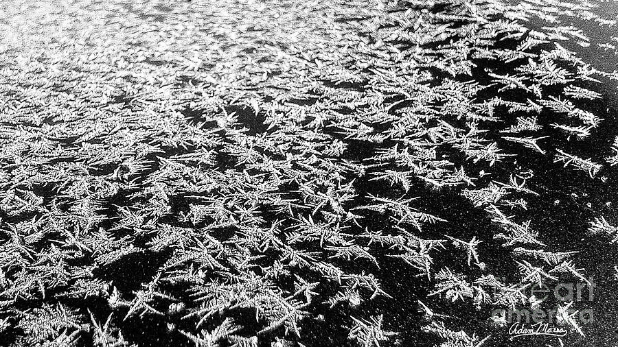 Frost Photograph by Adam Morsa