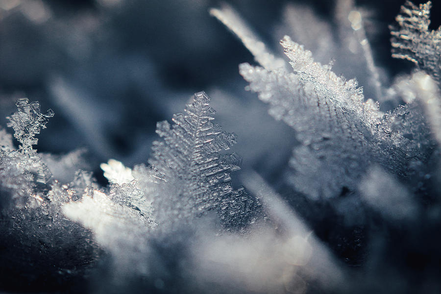 Winter Photograph - Frost by Aldona Pivoriene