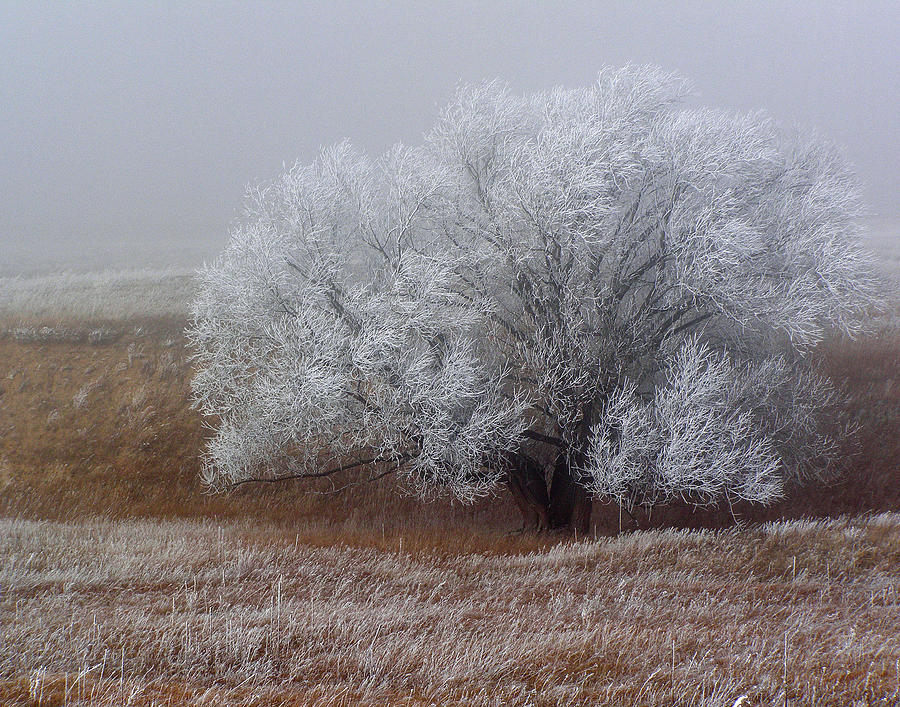 Frost and Fog Photograph by Alana Thrower