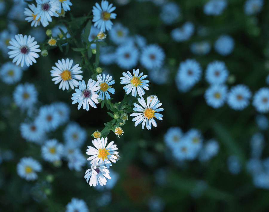 Frost Aster Photograph by David Lamb - Fine Art America