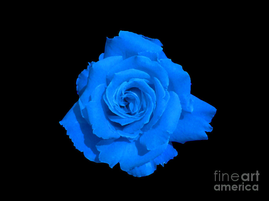 Frost Blue Rose Photograph