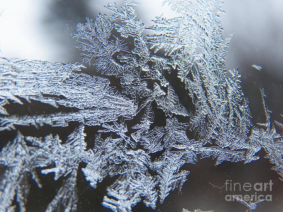 Frost Branches Photograph by Corinne Elizabeth Cowherd