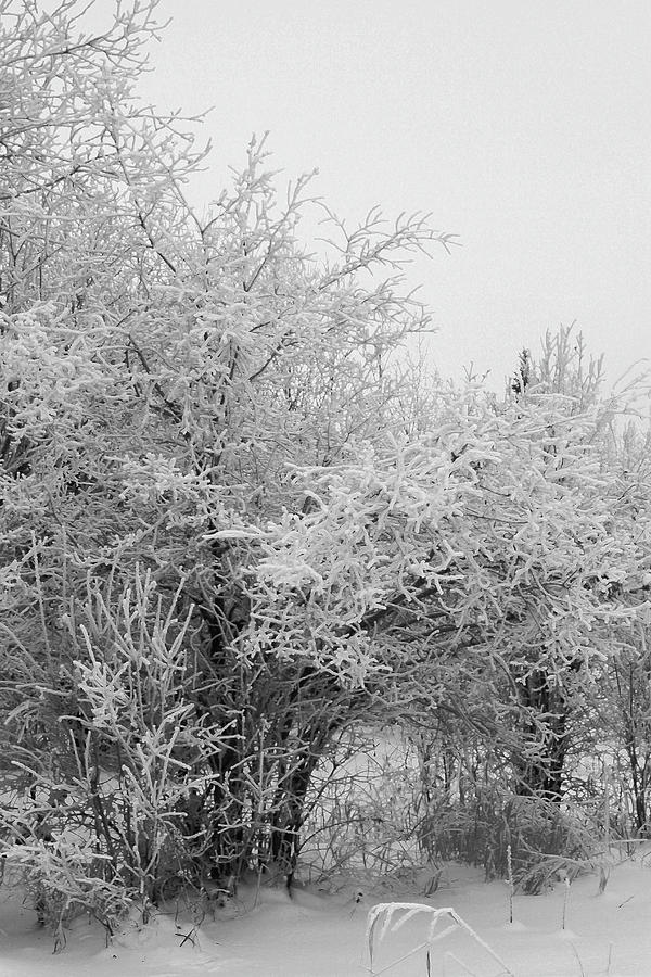 Frost Coated Trees Photograph by Sandra Foster
