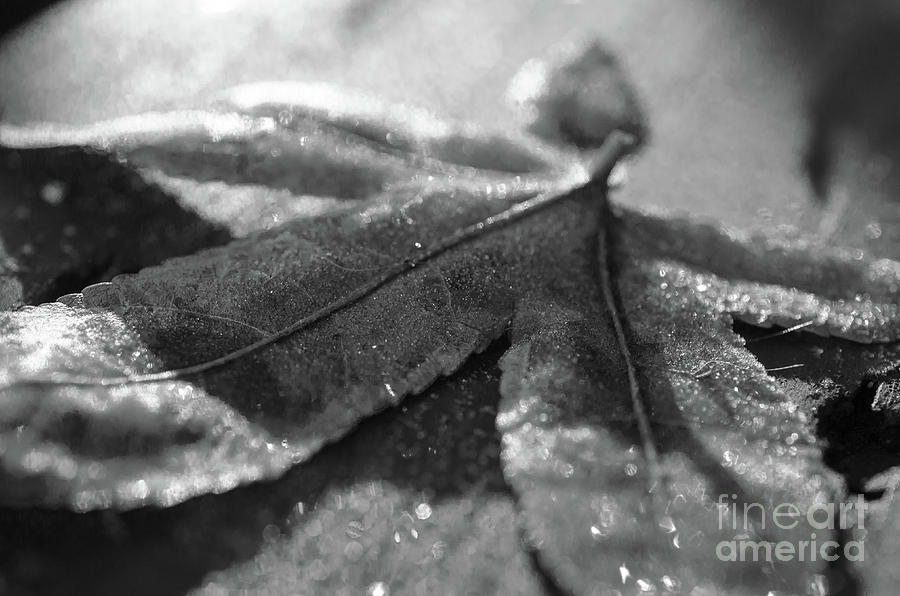 Frost Covered Leaf Black and White Botanical / Nature Photograph Photograph by PIPA Fine Art - Simply Solid