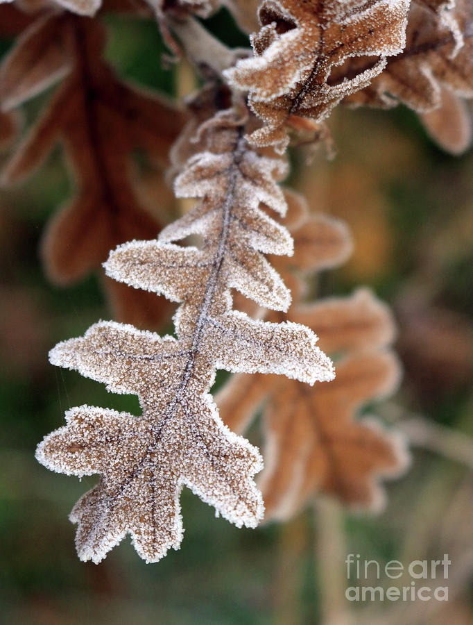 Frost covered oak leaf Photograph by Julia Gavin