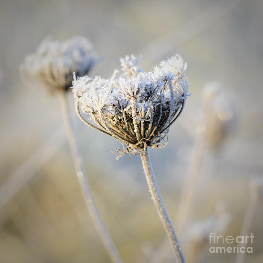 Frost Covered Queen Annes Lace Photograph by Tamara Becker
