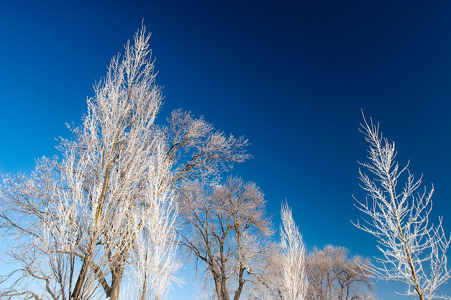 Frost Covered Trees Photograph by Todd Klassy
