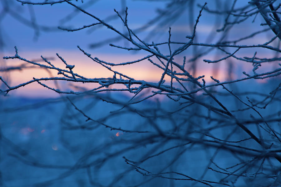 Frost Covered Twigs In The Blue Hour Photograph