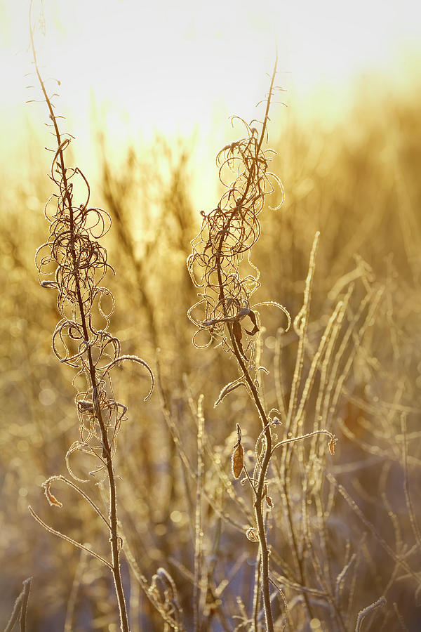 Frost Covered Withered Flowers Shimmering In The Light Of The Rising Sun Photograph