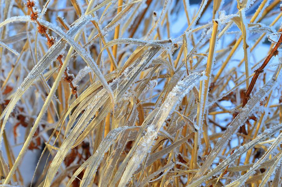 Frost Crystals  Photograph by Lyle Crump