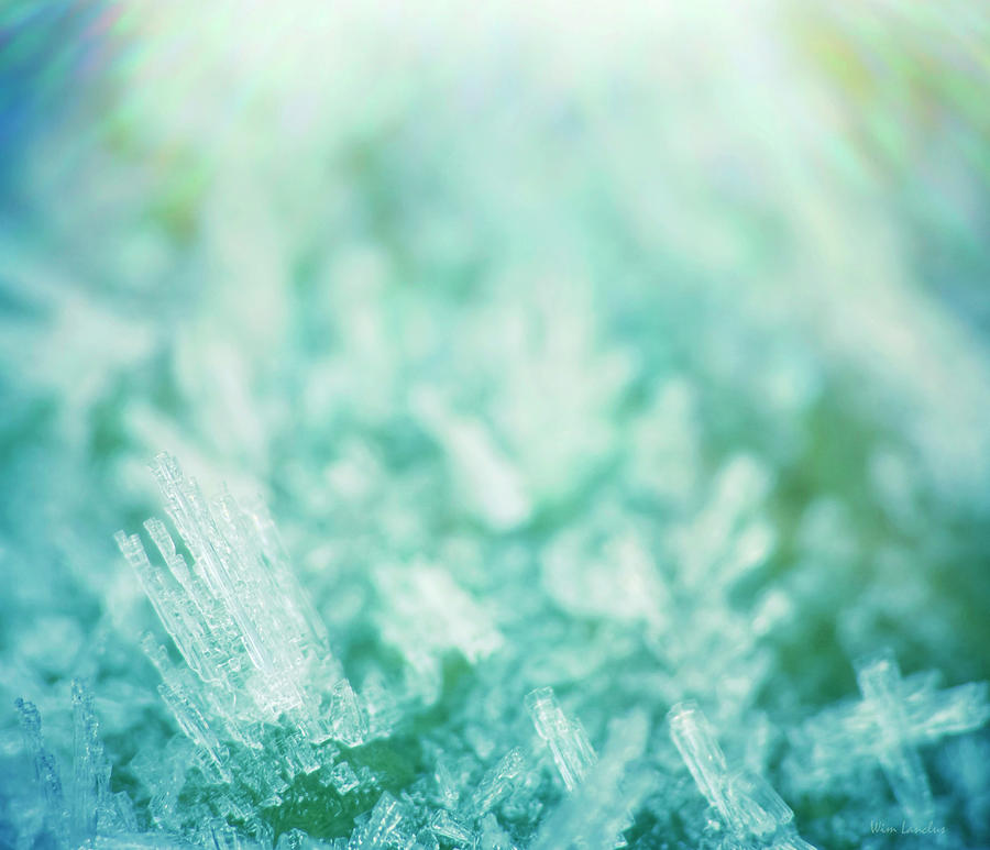 Frost Crystals Photograph by Wim Lanclus