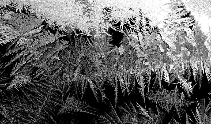 Frost Ferns Photograph by Polly Castor