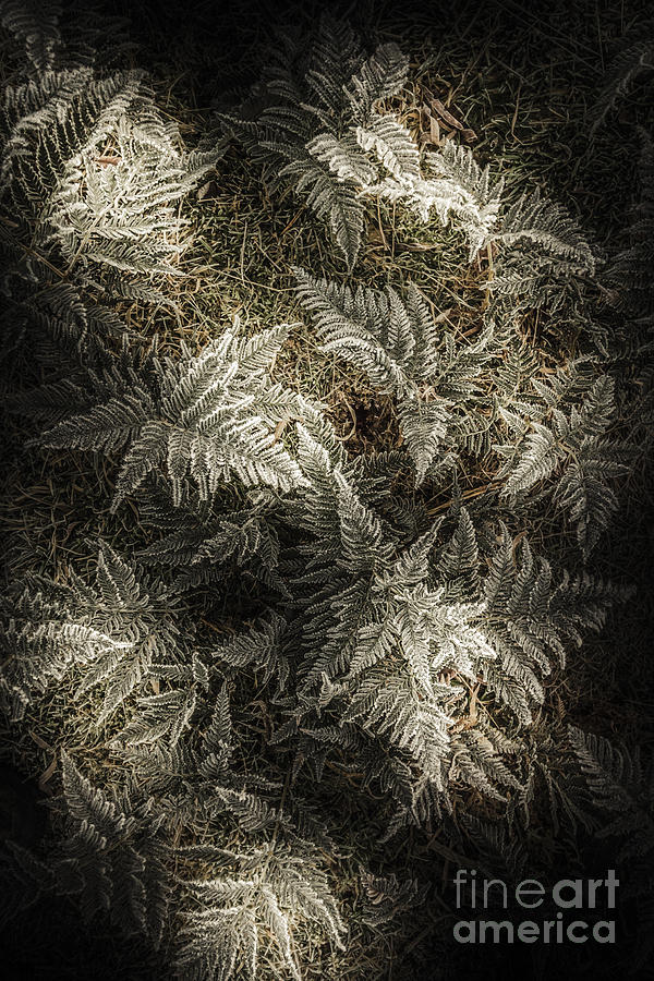 Frost Ferns Photograph
