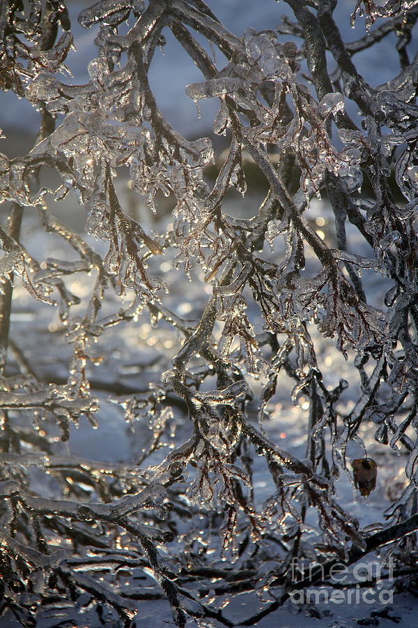 Frost from Fire.. Photograph by Jolanta Anna Karolska