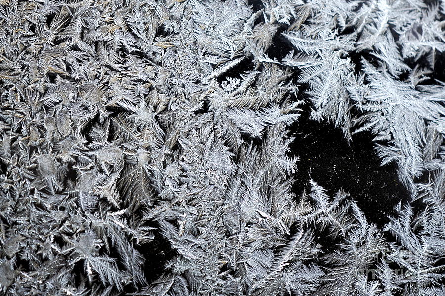 Frost Photograph