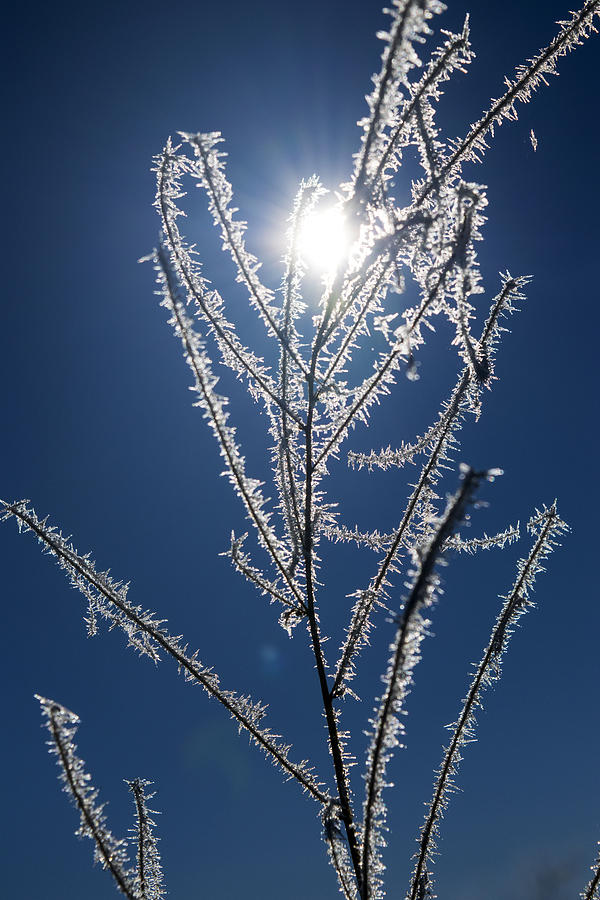 Frost Ice Crystals Photograph by Frank Wilson