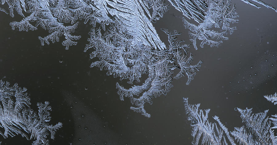 Winter Photograph - Frost Lace by Kurt Shaffer