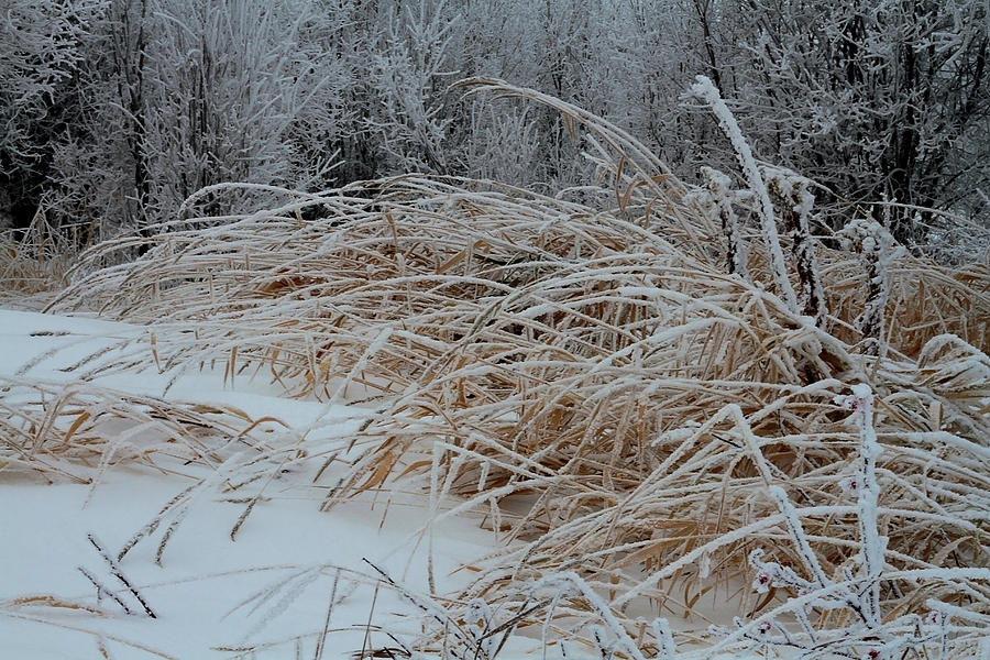 Frost Laden Grasses Photograph by Sandra Foster