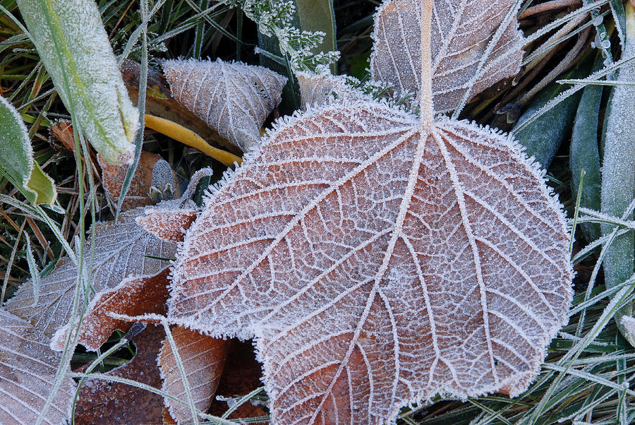 Frost Leaf Photograph by Joye Ardyn Durham