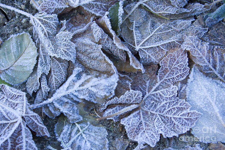 Frost Photograph by Idaho Scenic Images Linda Lantzy