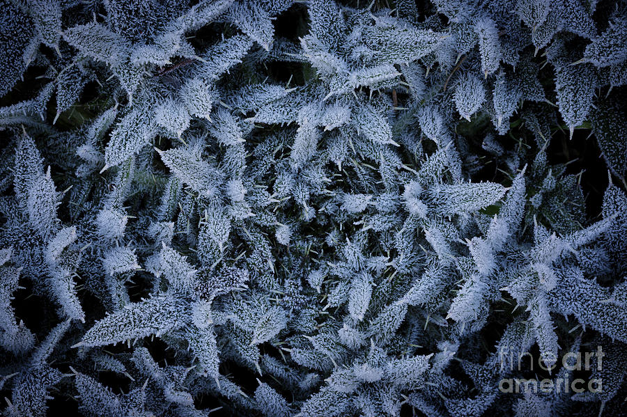 Frost Photograph by Masako Metz