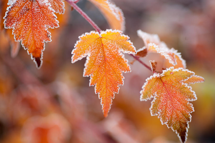 Frost on Autumn Leaves Photograph by Jenny Rainbow