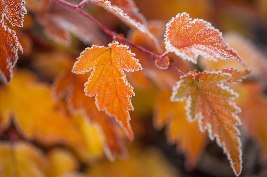 Frost on Autumnal Leaves Photograph by Jenny Rainbow