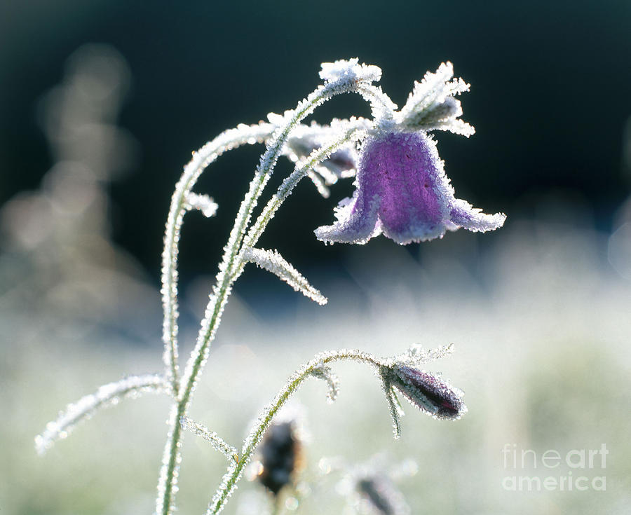 Flower Photograph - Frost On Bellflower by Hans Reinhard