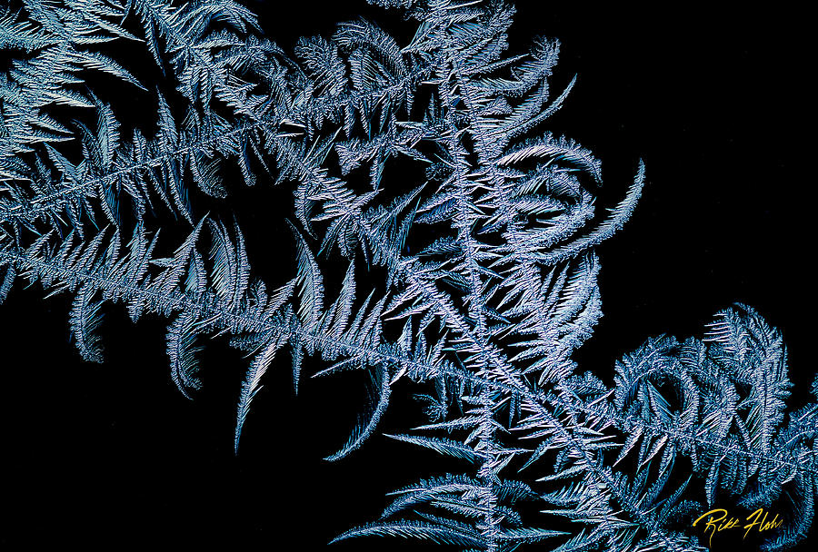 Frost on Black  Photograph by Rikk Flohr