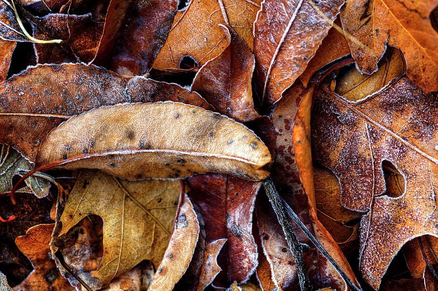 Frost on Leaves #2 Photograph by Steve Gravano