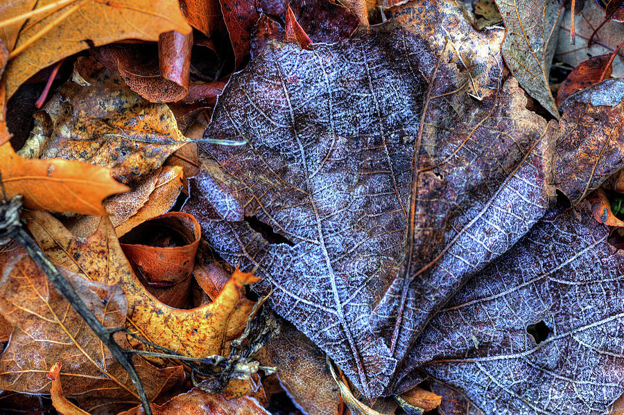 Frost on Leaves #3 Photograph by Steve Gravano