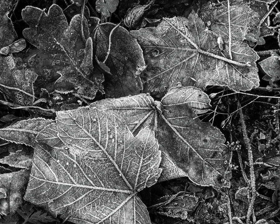 Frost on Leaves in Black and White Photograph by Leah Palmer