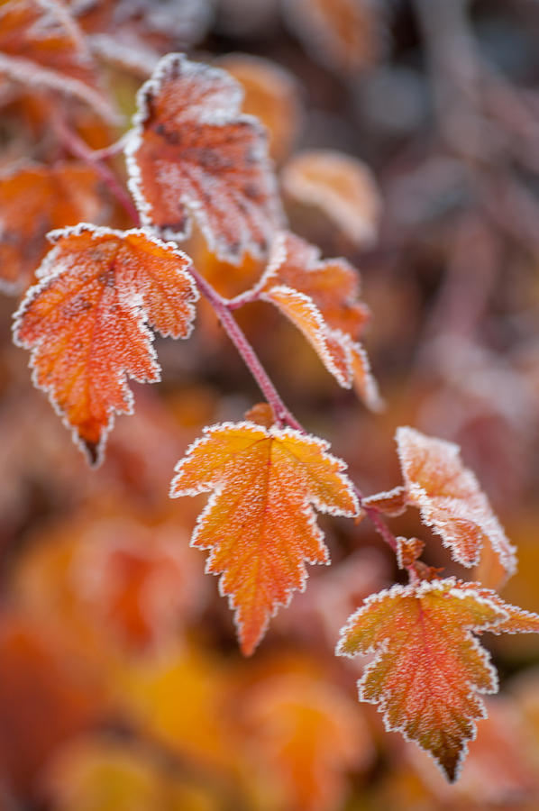 Frost on Orange Autumn Leaves Photograph by Jenny Rainbow
