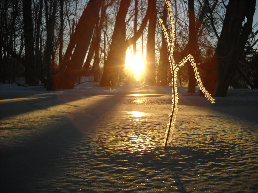 Frost on Sapling at Sunrise Photograph by Kent Lorentzen