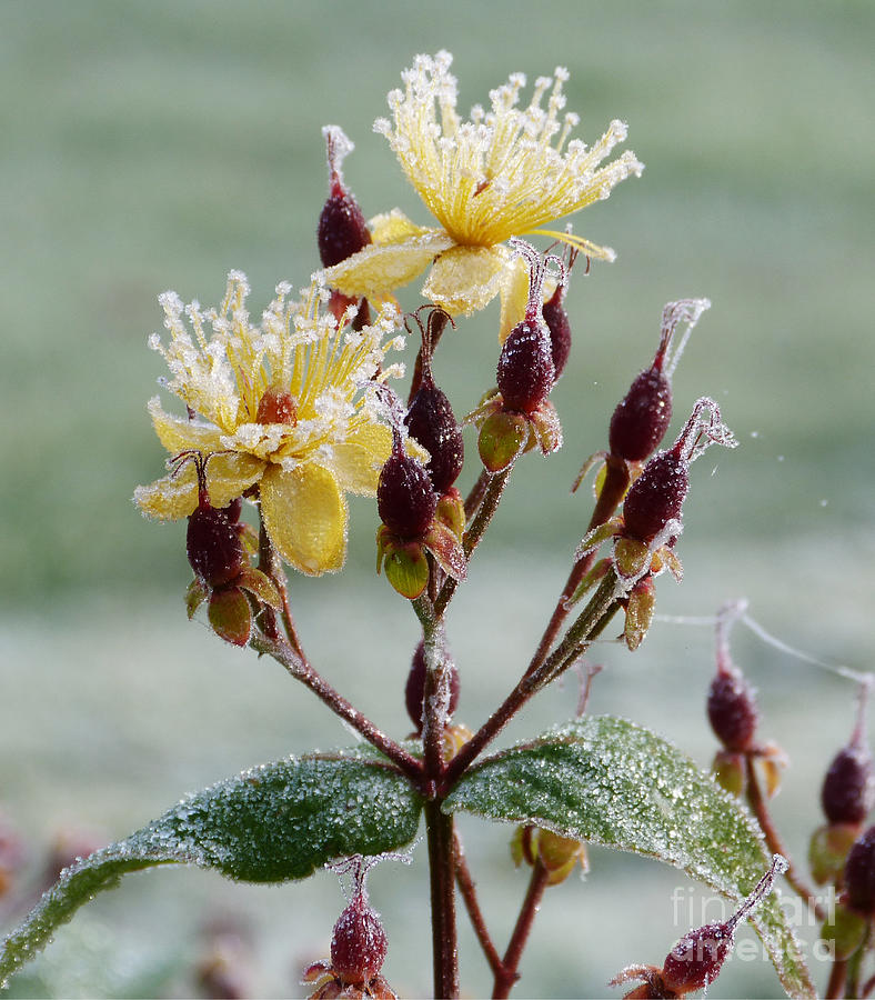 Frost on St. Johns Wort Photograph by Phil Banks