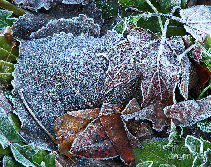 Frost on the Fallen Leaves Photograph by Deborah Johnson