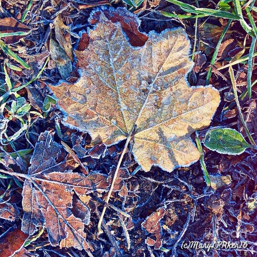 Frost on the  leaf Photograph by MaryLee Parker